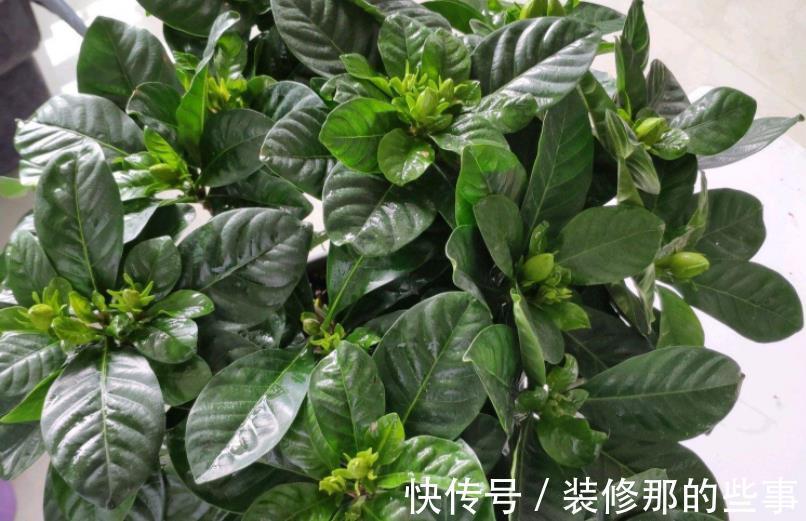 植物|发酵后的羊粪养花,干用和湿用效果不同,而很多人不懂