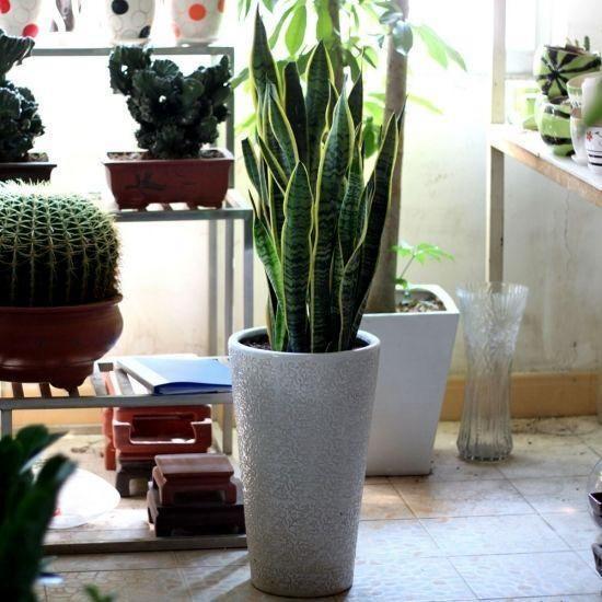 虎皮兰不长芽打开小开关,叶子厚又直,挤满一圈“肥崽子”