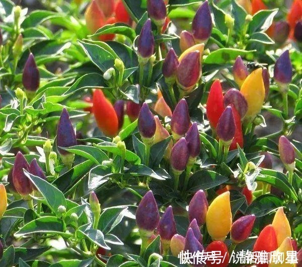 幼苗|一盆五彩椒有上百个果实,做好这几点可连续开花结果几年