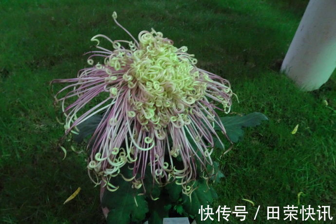 喜欢菊花,就养盆国华濑音,似翩翩仙女,缭绕飘舞,实乃人间极品