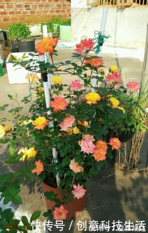 四季|此款藤本植物,一树多色花,漂亮似彩虹,四季开花,南北方都能种!