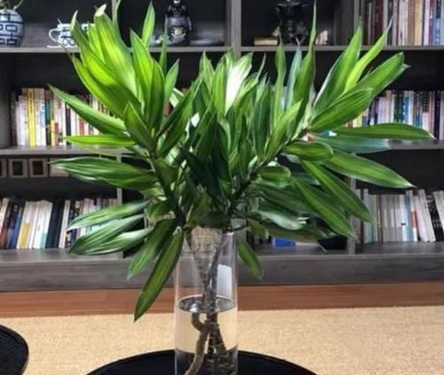 种花|4种花很漂亮，养家里1盆，幸福、财源滚滚，一养就是10年！