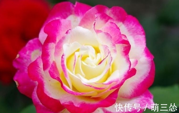 天竺葵|阳台养此几款花卉,花开不断,给点水就开花,随便一养成花海