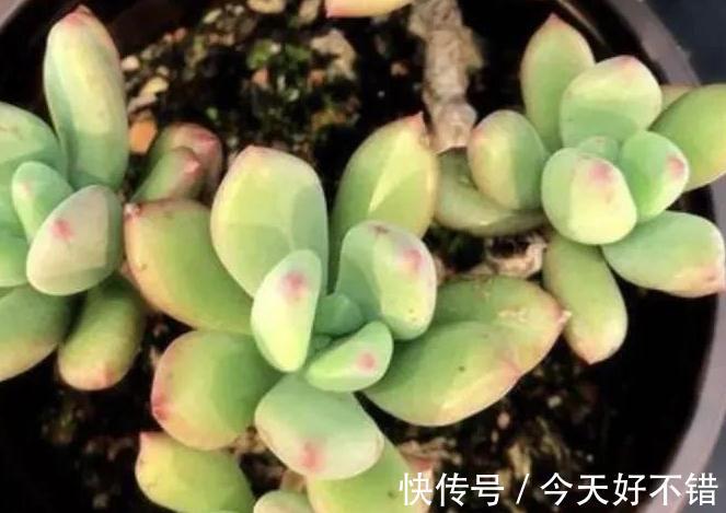 多肉养着养着就死的5个原因,看看你中招了没有