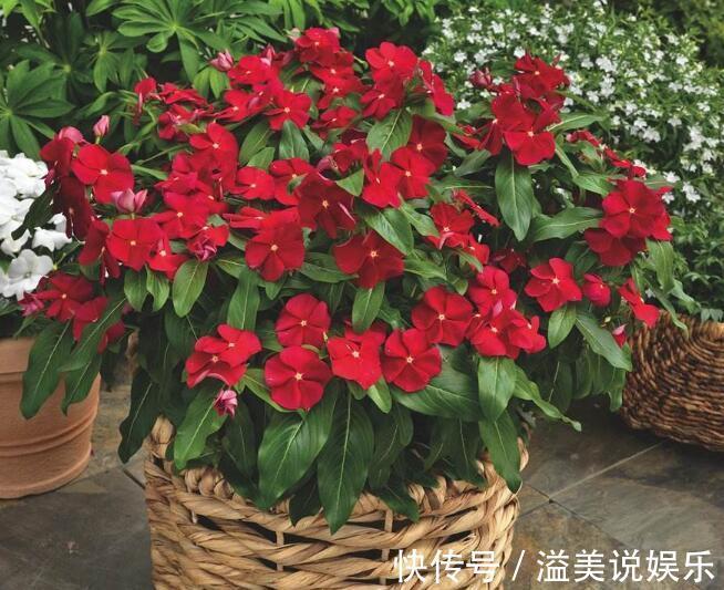 养花|喜欢养菊花，不如养“长春花”，全草入药可止痛，花期12个月