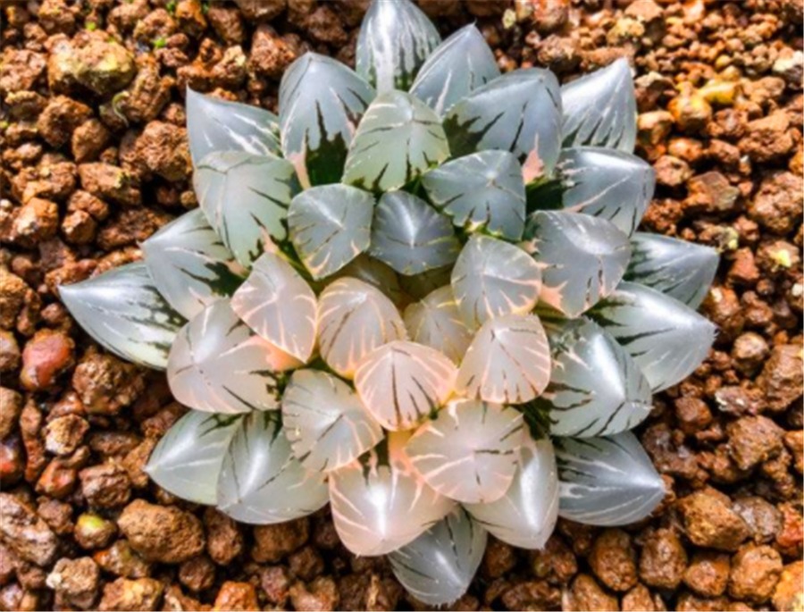 霓虹灯|5种不喜欢阳光的多肉，晒多了就变丑，有1种价值20万