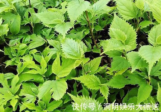 壮筋骨|农村常见的一种树,可以壮筋骨,助阳气,补虚劳,早知早受益