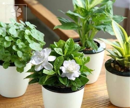 大爷种栀子花，从不施肥，一些“垃圾”全扔盆里，最后花开十几朵