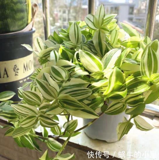 长势|盘点10种耐阴花,北阳台照样生机勃勃,皮实好养有格调