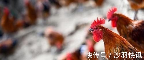 烤肠|五种常见肉食,营养少且毒素多,请停止食用,当心吃亏的是自己