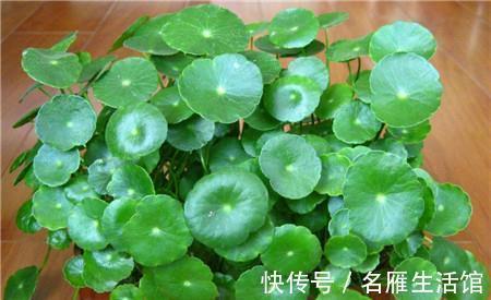 阳台上|养花试试这几款，充足的光照，叶片就会越长越绿越长越讨喜