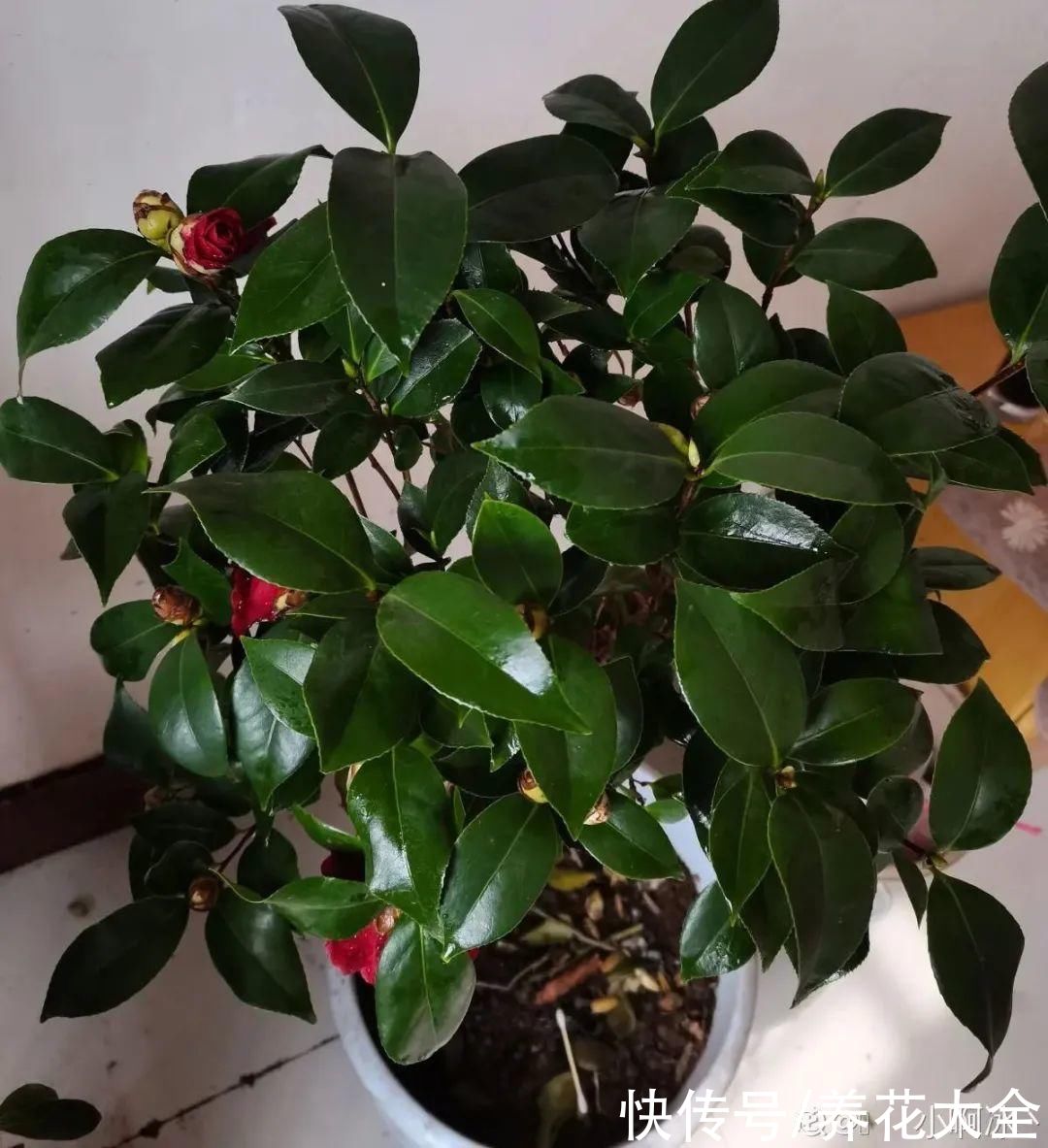 夏天怕晒的花，赶紧搬到阴凉地儿，再晒成枯杆了