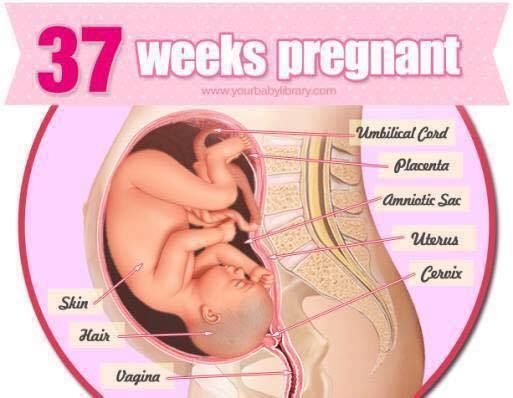 怀孕|初哆咪育儿：1-38周内孕妈和胎儿发育全过程中