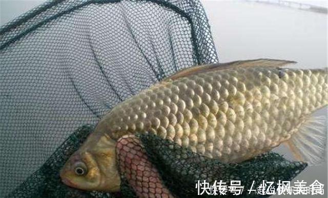 垂钓|秋冬想钓大鲫鱼，没有给力的窝料怎么行，这个配方有奇效，别错过