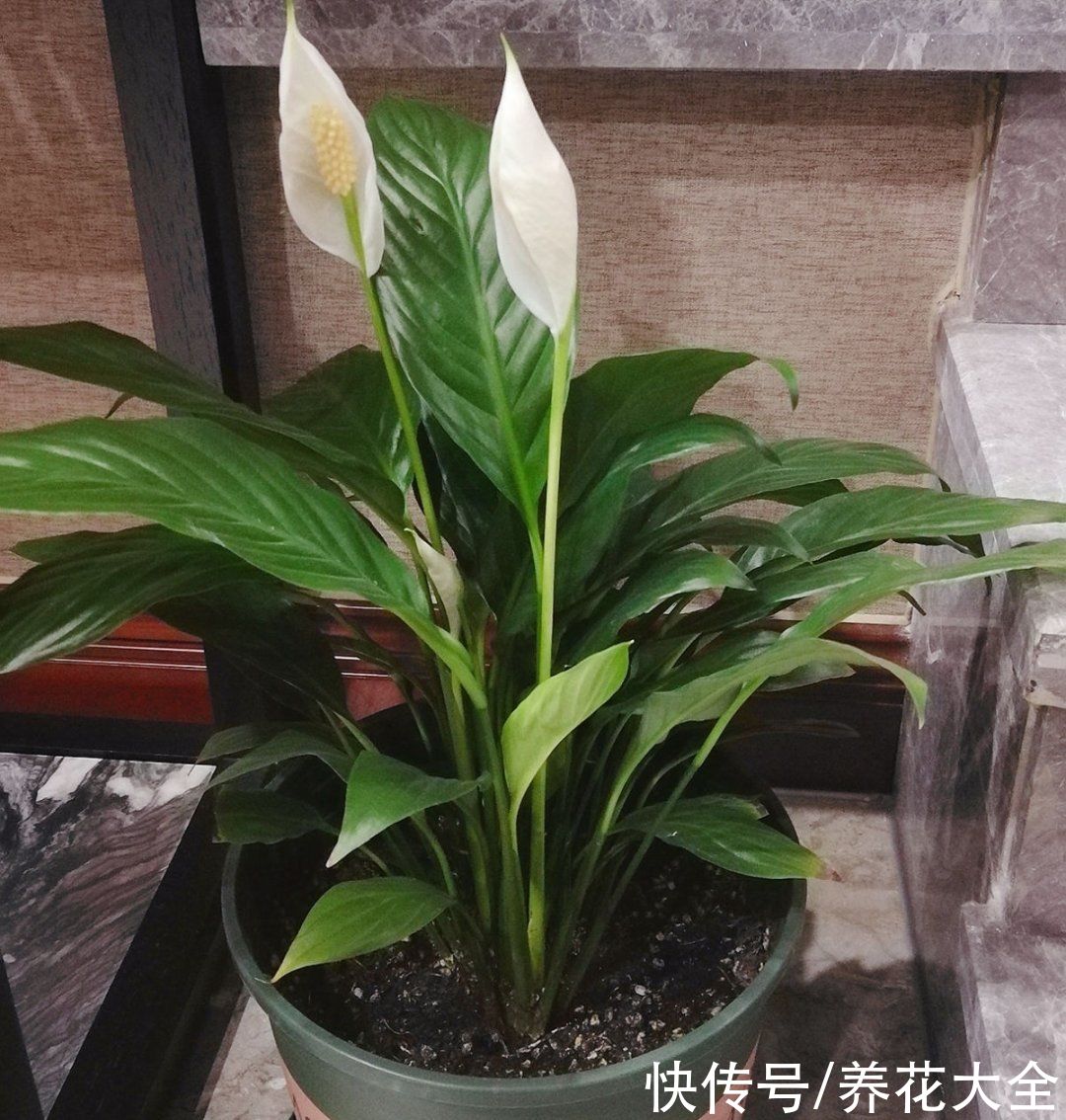 蝴蝶兰|7种花，立秋后换盆，秋冬才能越养越好