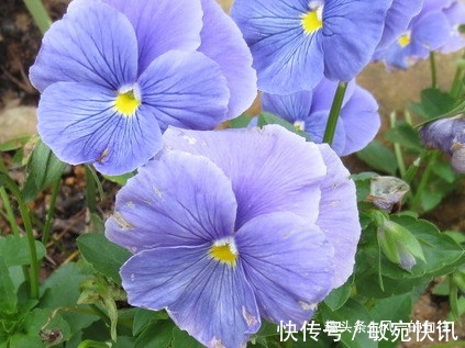 最适合厨房养的绿植,号称“吸油烟机”!空气清新健康无忧