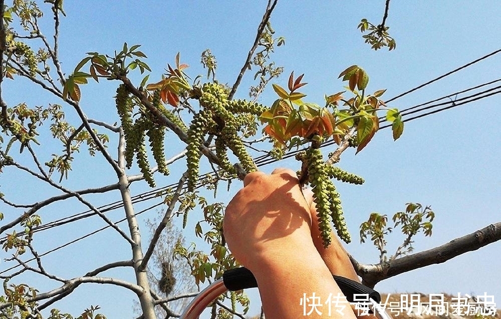 构树|这种树的果实很贵,更贵的是它的花朵,60元一斤营养价值高