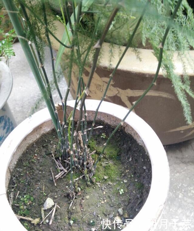 枝条|养文竹,有3个“小方法”,分枝多,叶茂盛,郁郁葱葱长爆盆