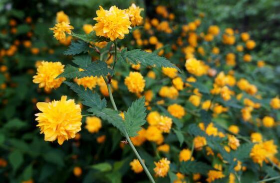 在家中养上一盆“它”不但好养,开花色泽亮丽,简单好养爆盆