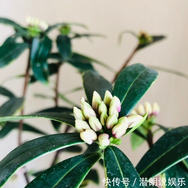 喜欢养芳香花卉的人,客厅只养一盆“夺香花”,好闻又大气