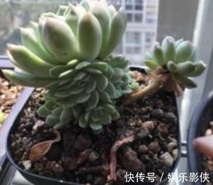 红砖|路边上的3样“玩意”,丢盆里,让土壤10年不板结,花卉蹭蹭长!