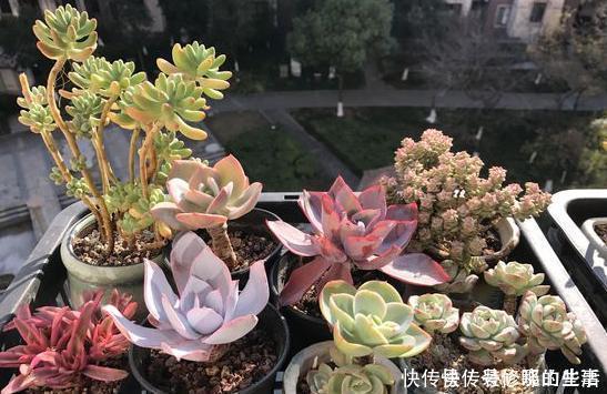 阳台上|给多肉盆栽浇水,寒冬谨记此3点,不怕冻不烂根,越冷越出状态