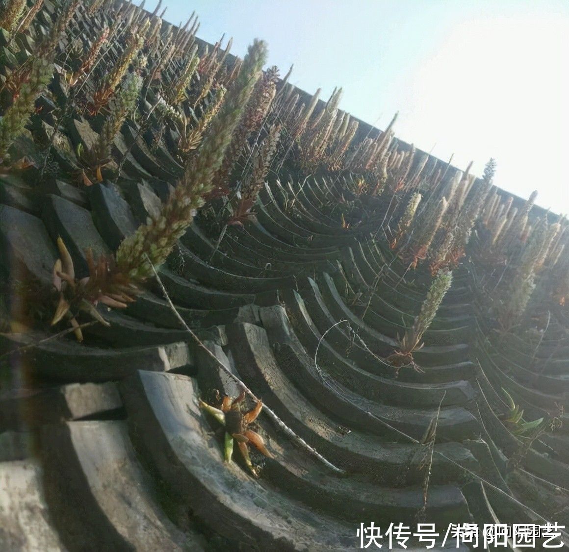 房顶|不花钱的多肉,老家房顶全都是,密密麻麻一大片!带着麻袋挖