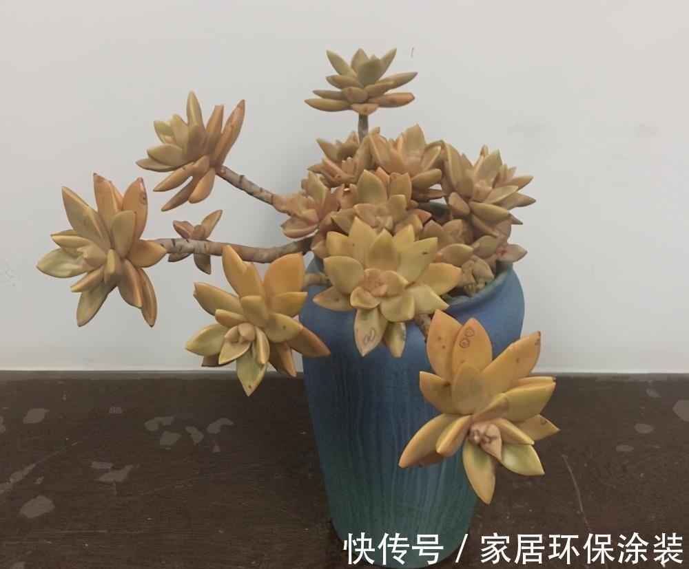 花友|养多肉3年顺风顺水,多亏选了6种大普货,现在全是大老桩