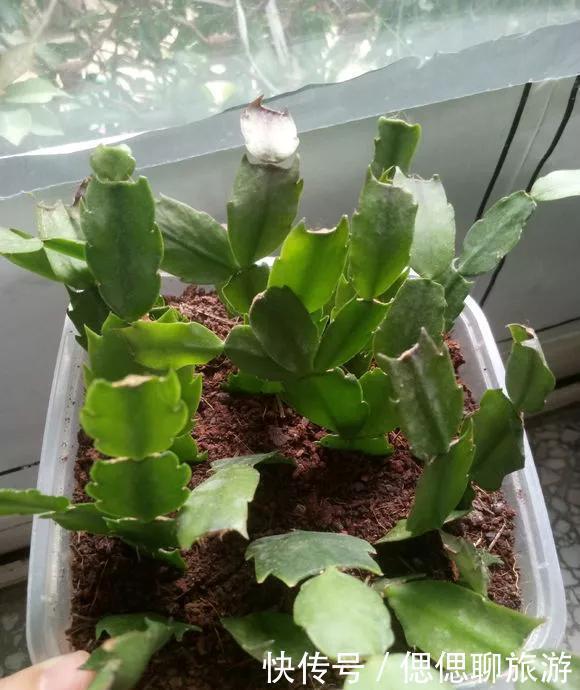 蟹爪兰叶子|蟹爪兰插在梳子上,一次50片,大白根呼呼冒,爆盆太过瘾