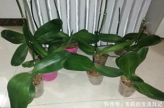 出门最容易“捡到”的5种花，拿回家剪几刀，不花钱成好看盆栽！