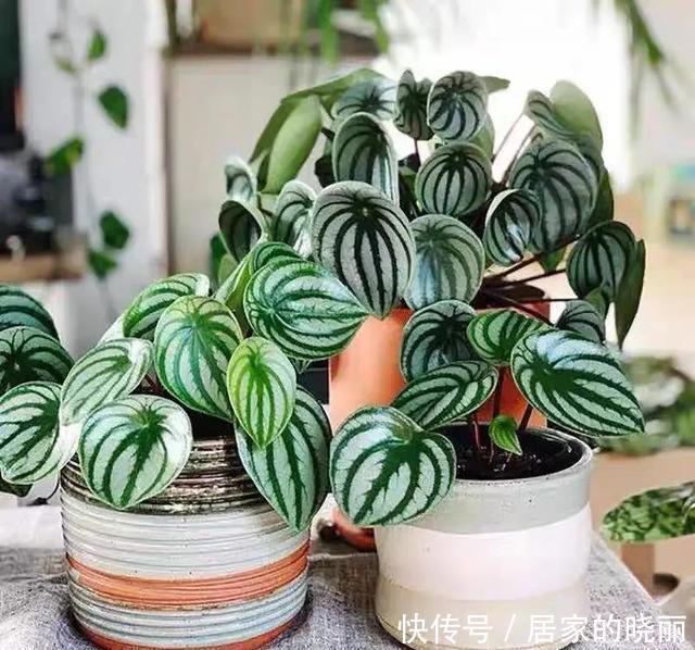 家里养几盆西瓜皮椒草,耐阴又好养,叶片自带花纹,清新又可爱