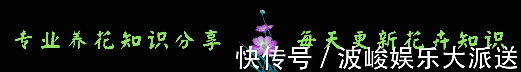 今年最火花,一定是这款珍品月季,花大色艳,轻松爆盆,不养后悔