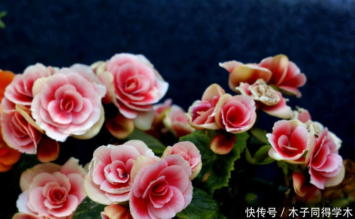 公认难养的4种花,之所以养不好,是因为你触碰了它们的“弱点”