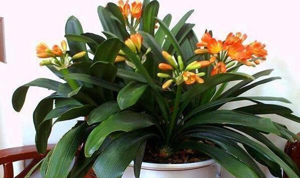 给君子兰盆里,丢一点这个,叶子又绿又亮,一年开花两次