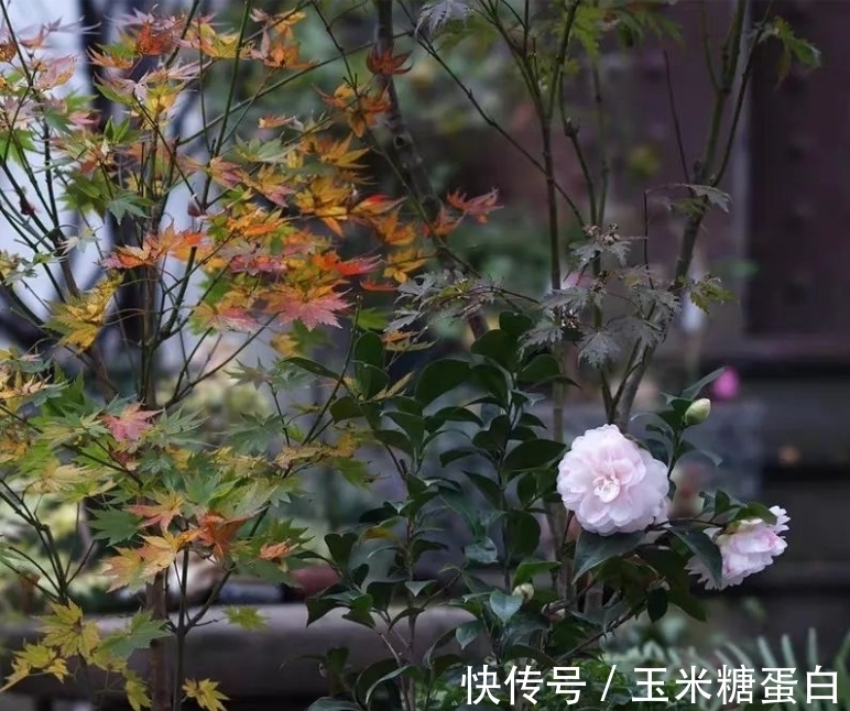 开花|很多人觉得盆栽茶花难养,没法开花,多做2步,迎刃而解