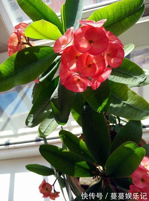 红掌|6种四季开花的植物，选哪一种好呢，听我给你分析