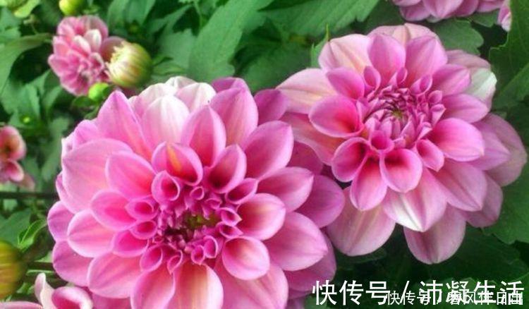 植物|家养几种植物,阳台开出花海,花色繁多易爆盆,娇艳欲滴美极了