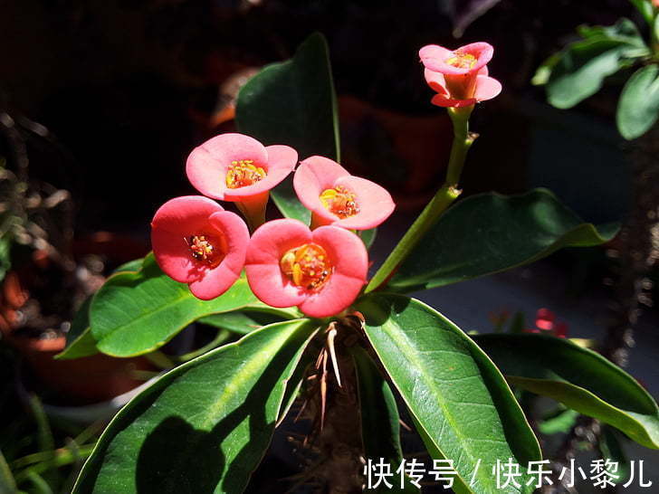 运势|熬过1月份以后,运势会继续上升,日子越来越美好的生肖