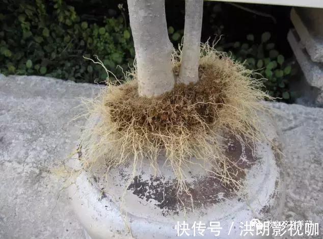 成活率|1个塑料袋1条绳，盆栽1盆变2盆，成活率百分百！