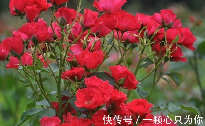 绿化带的月季没人管也开得很好,为啥自己家的月季就那么难养呢