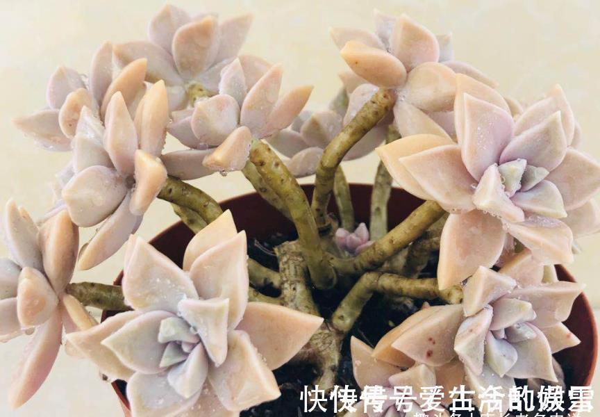 园土|养多肉不想买土?试试此8个品种,它们可以说是最不挑土的多肉了