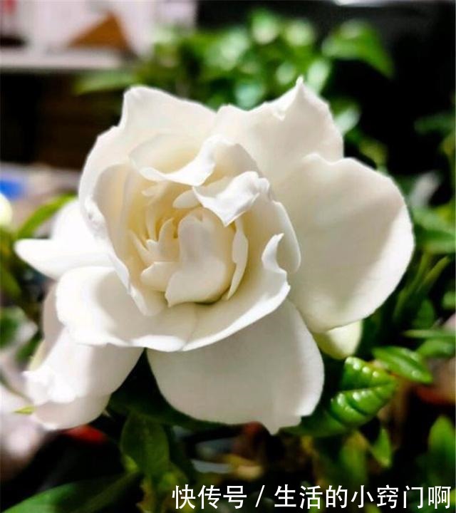 用3招“爆花术”叫醒栀子花,变身疯狂开花机器,花儿挂满枝!