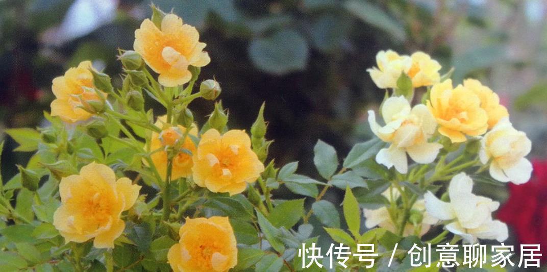 钻石|这一类月季被称为钻石月季，花色绮丽动人，最适合盆栽家养