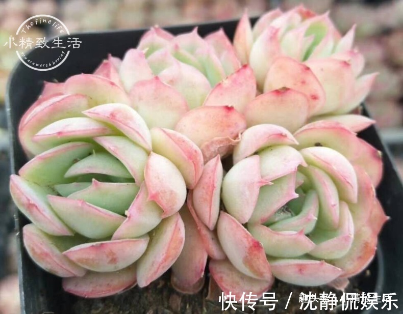 缺水|新手养多肉,看一看捏一捏,轻松掌握浇水,不必再用“3年功”