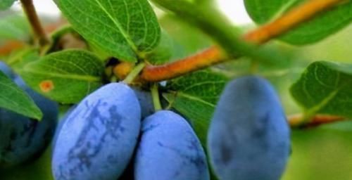 蓝靛果|每天晚上多吃3种食物,补充营养、延缓衰老,好吃又不贵!