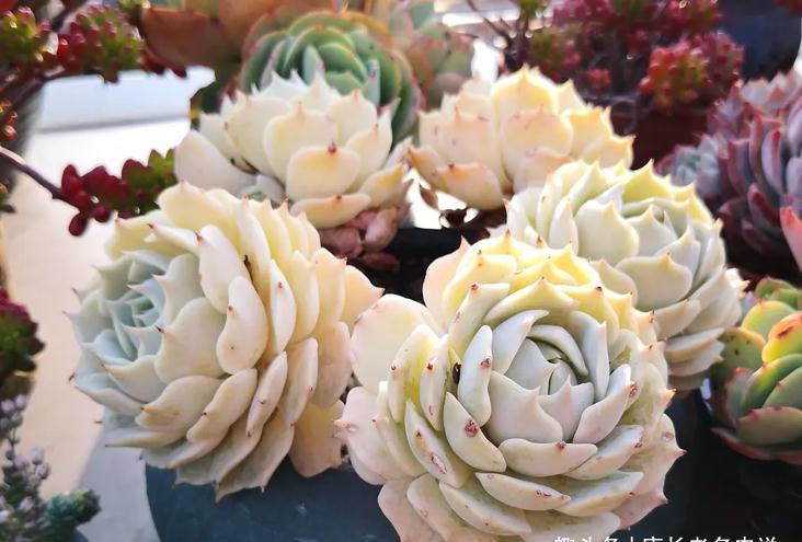 多肉露娜莲颜色粉紫,栽种简单,就是易生侧芽,眼看盆又装不下了