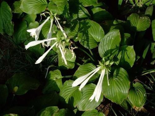 这4种花爱演戏,冬季“装死”,这时不管它,明年能早早开花