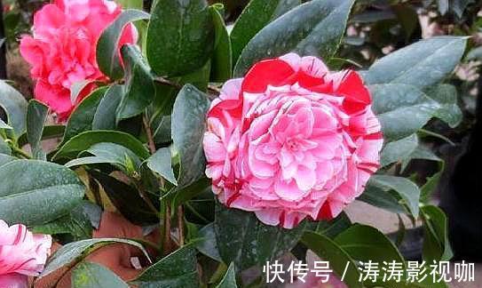 油茶|养花“高手”养茶花,都用这种“方法”,让它变成“五彩茶花树”