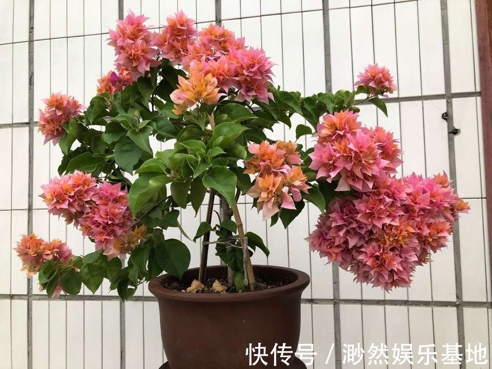 花苞|刚买的栀子花，养护“别大意”，一盆水浇下去，花苞全落地！