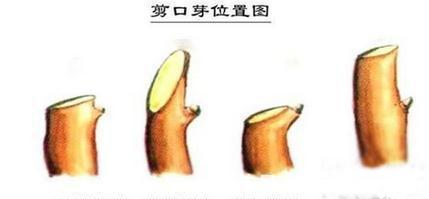 三角梅要想开花多,最重要的就是修剪,如何剪怎么剪,今天来教你